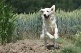 GOLDEN RETRIEVER 660